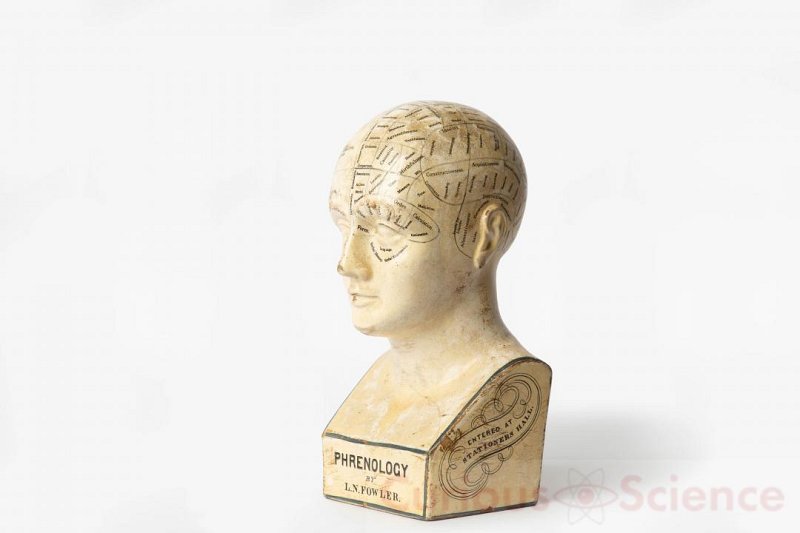 Phrenology Head